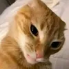 thekrazydog