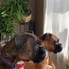 boxerlovemomof3