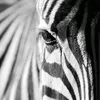 abcd_345665