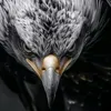 العقاب الاسمر 1