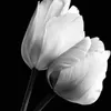 abo.alroof5