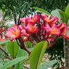 laophatgia90