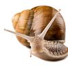 immortalmollusk