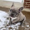thatfrenchiehennessy