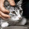 kittyfuff