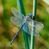 blue_lb