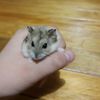 hamters_3_