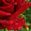 user8700281608600