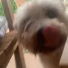 sophieshrimp0