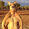 koalah57