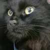 ladycat.79i