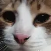 devinaop10