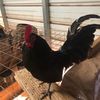 bantomchickens