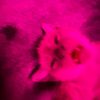 embicatlover