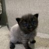 lovemycat7375