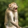 prabu_angling.ayam