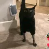carlismaso