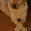brunodeveze