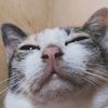 renoqy_