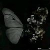 ranma.hatem