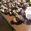 lorenzomarradi0