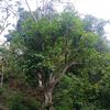 nepalipankomaya