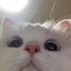 nguyenthaopham3