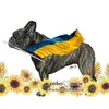 svetikfranbuldog