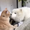 meaowtenlee
