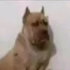 calzoski123456789