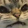 mewohae