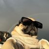 thepuglevi