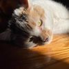 amazingcat42