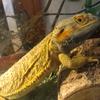 berdeddragon6