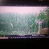 ivybucks3