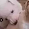 antiandrogyn