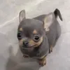 blastzuu