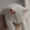 thewhitecat30