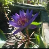 thaibinh_1978