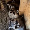 thejos_arkansasraccoons