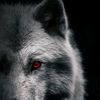 aladine_2719