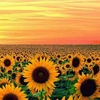 sunflower_01.09