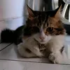 jcomeow7