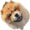 mrbearchowchow