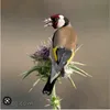jojomaria724