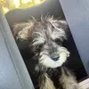 うんこくういぬ