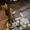 pig_the_bucket