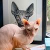 wayward_cats