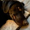 dukeandlucy