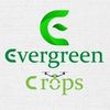 Evergreen Crops Perú